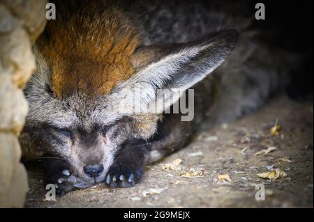 Fledermausohr-Fuchs, auch bekannt als Otocyon megalotis, der in einer Höhle schläft Stockfoto