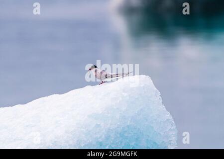 Arctic Tern fangen Fische an der Jokulsarlon Glacial Lagoon, Island Stockfoto