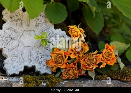 Ein Haufen verblasste und trockene Rosen auf einem Stein im Garten Stockfoto