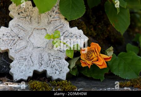 Ein Haufen verblasste und trockene Rosen auf einem Stein im Garten Stockfoto