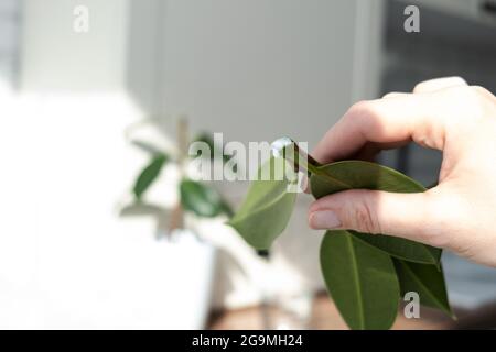 ficus-Stecklinge. Topfpflanzen züchten. Ficus elastica. Stockfoto