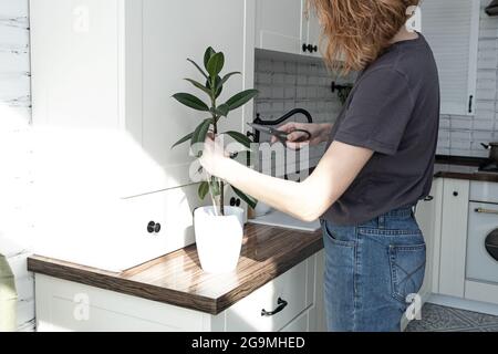 ficus-Stecklinge. Topfpflanzen züchten. Ficus elastica. Stockfoto
