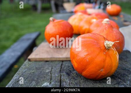 Reihe von orangefarbenen Kürbissen auf einem rustikalen Holztisch, Ernte der Landwirtschaft im Herbst, Kopierraum, ausgewählter Fokus, enge Schärfentiefe Stockfoto