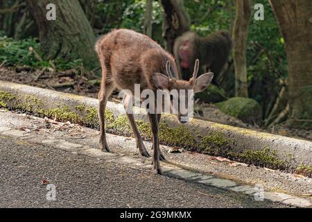 Wild Yakushima entdeckte sika-Hirsche oder Cervus nippon Yakushimae auf der japanischen Insel Yakushima Stockfoto