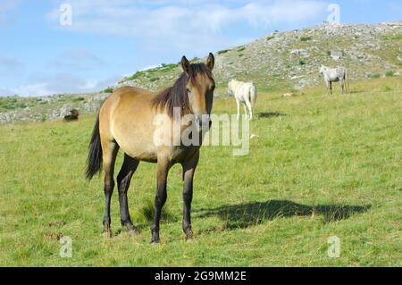 bay Horse im Hochland des Mavrovo Nationalparks, Republik Mazedonien Stockfoto