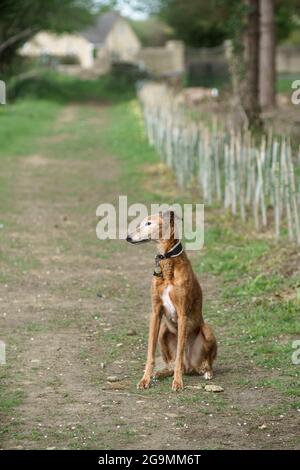 Lurcher (greyhound-Kreuz von saluki) sitzt geduldig auf einem Fußweg und wartet darauf, dass sein Besitzer mit den Fotos fertig ist Stockfoto