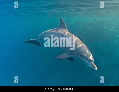 Nahaufnahme des großen erwachsenen Tümmler tursiops truncatus, der unter Wasser entlang einer tropischen Korallenriffwand schwimmt Stockfoto