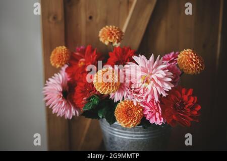 Schöne rosa und rote Dahlien und Astern Blumen in Metall Eimer auf rustikalen Holzhintergrund. Blumenstrauß im Herbst. Frische bunte Dahlien in ländlichen Stockfoto