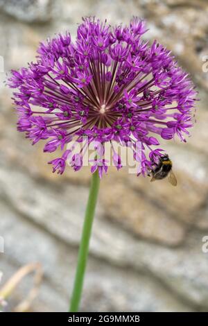 Eine Biene, die Nektar auf einer violetten Aaliumblume sammelt. Stockfoto