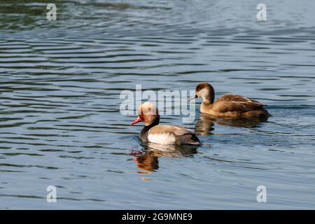 Ein Paar von Common Pochard (männlich und weiblich) - Aythya ferina - am See im Neighbridge Country Park im Cotswold Water Park Stockfoto