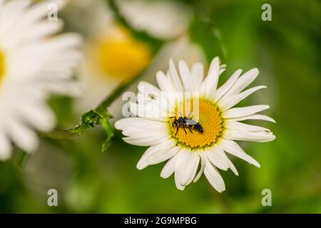 Marienkäfer-Larven sitzen in der Mitte der weißen und gelben Blume, Larvenwanze auf Kamille blutige Blume im Garten mit verschwommenem natürlichen Hintergrund Stockfoto