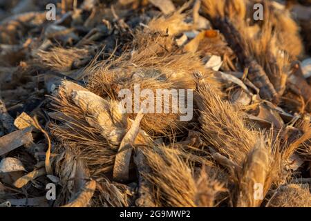 Nahaufnahme von Zapfen und ähnlichem Stockfoto