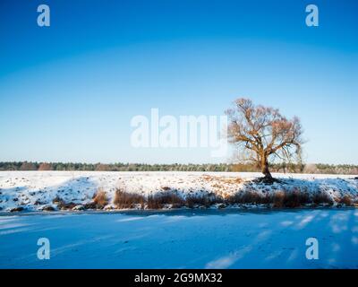 Schneebedeckte Winterlandschaft mit Blick über einen Kanal auf ein offenes Feld und einen einzigen Baum am gegenüberliegenden Ufer vor einem blauen, wolkenlosen Himmel. Stockfoto