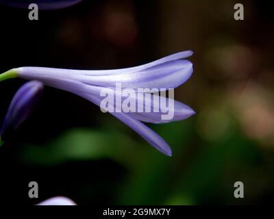 Violette Blüten von Agapanthus, aufgenommen in der Makrofotografie. Stockfoto