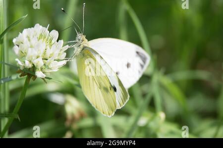 Weißer Schmetterling sitzt auf einer Blume und trinkt Nektar auf einem Hintergrund aus grünem Gras. Makro Natur Stockfoto