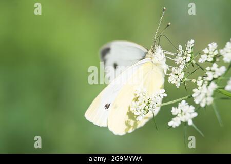 Weißer Schmetterling sitzt auf einer Blume und trinkt Nektar auf einem Hintergrund aus grünem Gras. Makro Natur Stockfoto