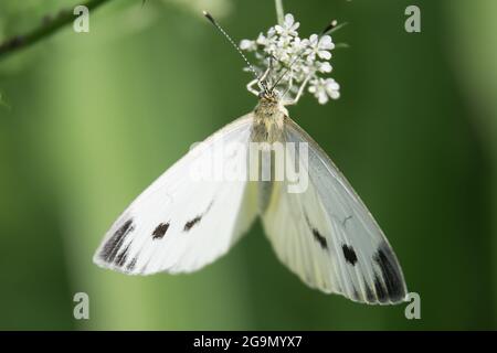 Weißer Schmetterling sitzt auf einer Blume und trinkt Nektar auf einem Hintergrund aus grünem Gras. Makro Natur Stockfoto