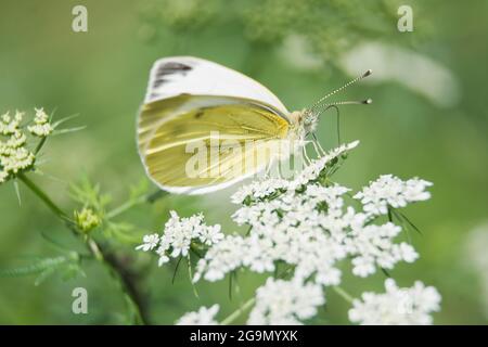 Gelber Schmetterling sitzt auf einer Blume und trinkt Nektar auf einem Hintergrund von grünem Gras. Makro Natur Stockfoto