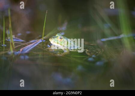 See Frosch in natürlicher Umgebung Wasser, Pelophylax lessonae Stockfoto