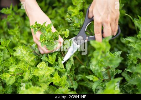 Ein junges Mädchen sammelt im Garten Minze. Stockfoto