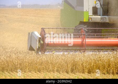 Die rotierende Walze eines landwirtschaftlichen Mähdreschers schneidet Weizen im Staub auf dem Feld. Erntezeit. Heißer sonniger Sommertag. Stockfoto