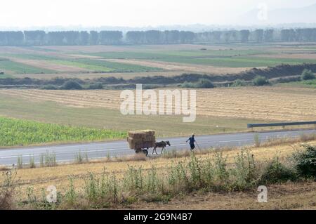 Korce, Albanien - 15. Juli 2011: Auf der Straße, die die Ebene zwischen den Städten Pogradec und Korca überquert, läuft ein Mann vor einem Wagen, der von einem gezogen wird Stockfoto