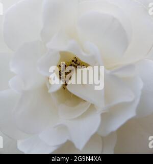 Nahaufnahme der Mitte einer weißen Rose in voller Blüte. Rosa Schneewitchen. Sanftes natürliches Licht bei Sonnenuntergang. Quadratisches Format. Stockfoto