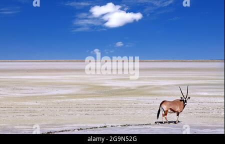 Oryx am Rande der Etosha-Pfanne, Etosha-Nationalpark, Namibia Stockfoto