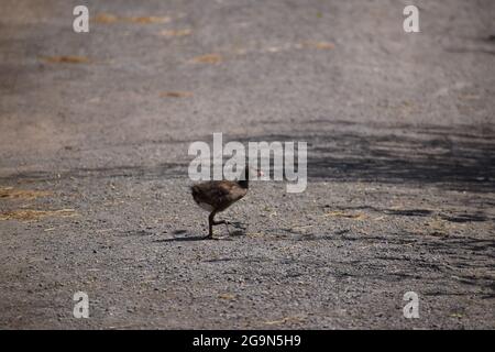 coot überquert die unbefestigte Straße Stockfoto