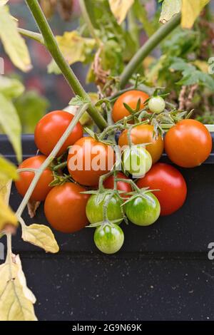 Kirschtomaten auf dem Busch vor der Ernte Stockfoto