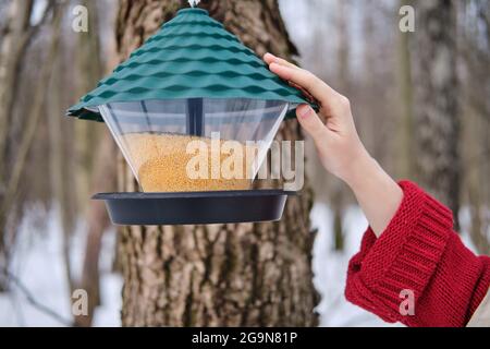 Ein Hirsefütterungssystem für Vögel in einem Winterwald auf einem schneebedeckten Baum und einer Frauenhand Stockfoto