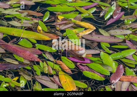 Bunte Blätter schweben auf der Wasseroberfläche in grün-orange und roten Farben geeignet für Hintergrund abstrakt. Stockfoto