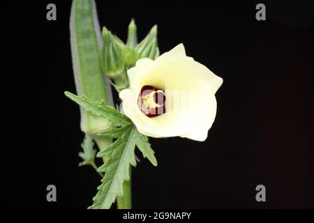 Okra oder Bhindi (Abelmoschus esculentus) Blüten und Samenkapseln Stockfoto