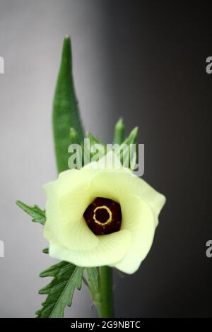 Okra oder Bhindi (Abelmoschus esculentus) Blüten und Samenkapseln Stockfoto