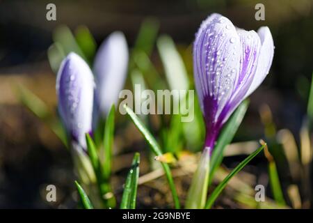 Blühende Krokusse mit weißen Blütenblättern mit lila Streifen mit Taufropfen (Crocus vernus, Frühlingscrocus). Stockfoto