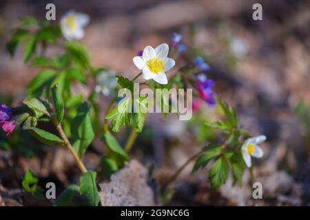 Anemone sylvestris. Erste Frühling Blumen Stockfoto