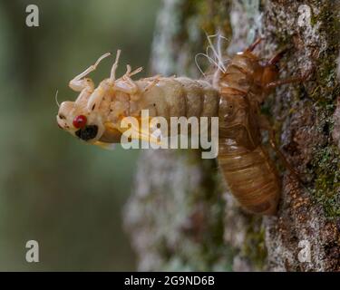 Die Zeitschrift Cicada, die nach 17 Jahren aus dem Boden hervorgegangen war, hat ihr Exoskelett geschmolzen, New Jersey, USA Stockfoto