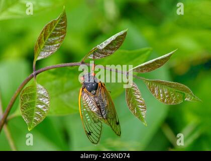 Erwachsenenzeitschrift Cicada, Princeton, New Jersey, USA Stockfoto