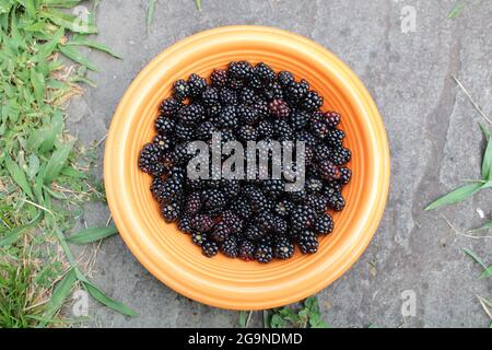 Eine Schüssel mit frisch gepflückten Brombeeren Stockfoto