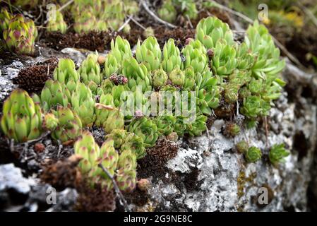 Attraktive Rosetten von Sempervivum rutenicum, für immer lebendig, Sukkulente Pflanze wächst auf Steinen und felsigen Hängen Stockfoto