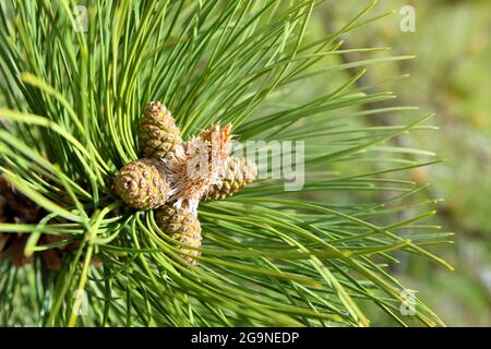 Die neuen Frühlingstriebe der immergrünen Baumkiefer (Pinus Sylvestris) mit jungen gelben Nadelkegel Kerzen und Pollenblüten. Blühende Kiefer Zweig in der Nähe Stockfoto