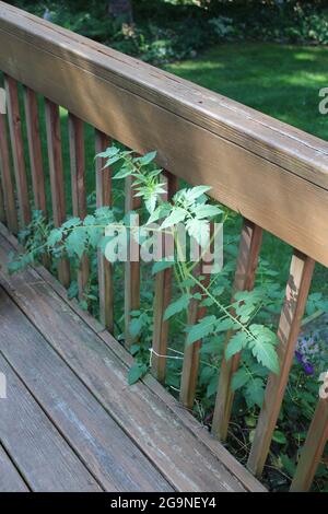 Ein Sonnenstrahl auf EINER Tomatenpflanze, der durch ein Deckgeländer wächst Stockfoto