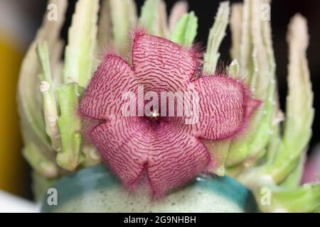 Nahaufnahme der violetten Blume auf dem grünen Kaktus Stockfoto