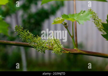 Grüne Trauben wachsen auf den Rebstöcken. Unreifes Traubenbündel auf Baum. Weinberg an sonnigen Tagen. Nahaufnahme. Stockfoto
