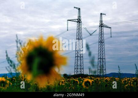 REGION ZAKARPATTIA, UKRAINE - 23. JULI 2021 - Strommasten ragen über dem Sonnenblumenfeld in der Nähe des Dorfes Rakoshyno, Bezirk Mukachevo, Zakar Stockfoto