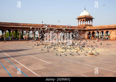 Masjid-i Jehan-Numa, allgemein bekannt als die Jama Masjid von Delhi, ist eine der größten Moscheen in Indien. Stockfoto