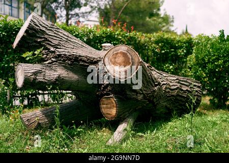 Der riesige Stamm des geschnittenen, verzweigten Baumes liegt auf dem grünen Gras zwischen den Büschen Stockfoto