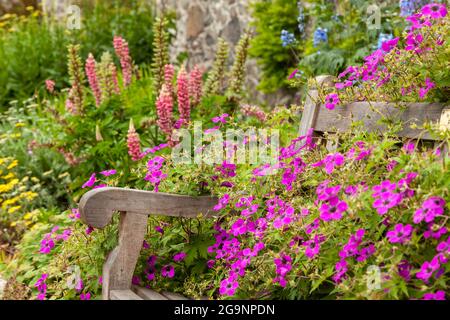 Die krautige Grenze im Schlossgarten Aberdour Stockfoto