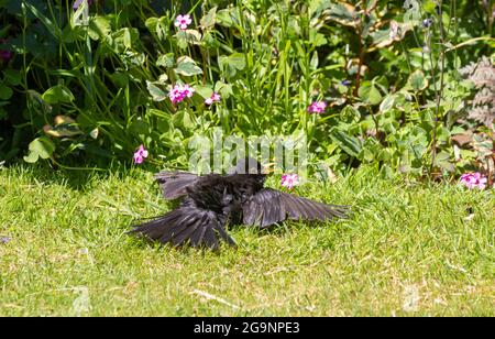 Eine Amsel Sonnenbaden, "Sonnenbaden" wird von einigen Vögeln als Teil ihrer Routine Feder Wartung verwendet Stockfoto