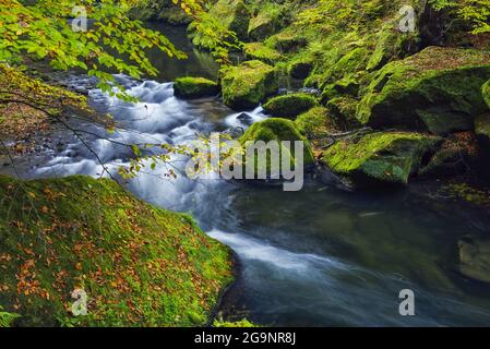 Kamenice Fluss, der durch moosbedeckte Felsen und Laub fließt; Region Usti nad Labem, Tschechische Republik Stockfoto